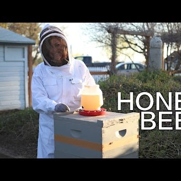 I Got Honey Bees