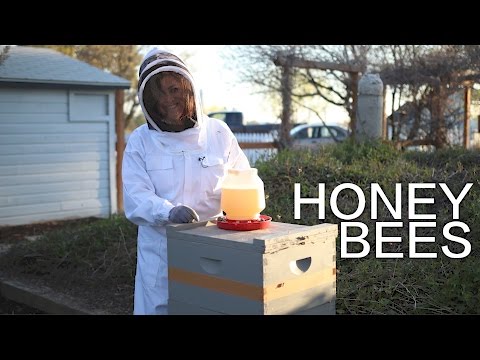 I Got Honey Bees