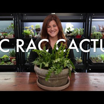 Ric Rac Cactus (Ephiphyllum anguliger) Care Guide & Repot!