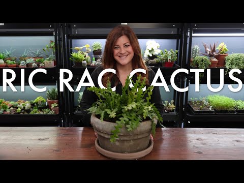 Ric Rac Cactus (Ephiphyllum anguliger) Care Guide & Repot!