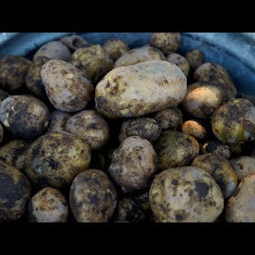 Harvesting Potatoes