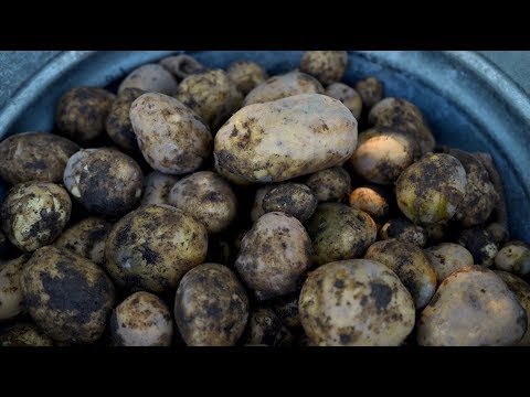 Harvesting Potatoes