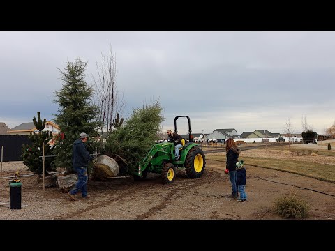 HUGE Tree Delivery!!!