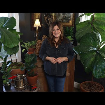 Fiddle Leaf Fig Care Guide!