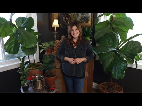 Fiddle Leaf Fig Care Guide!