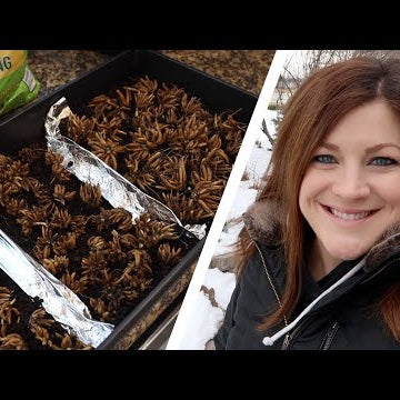 Pre-sprouting Ranunculus & Anemones + a Bit of Organizing in the Barn!
