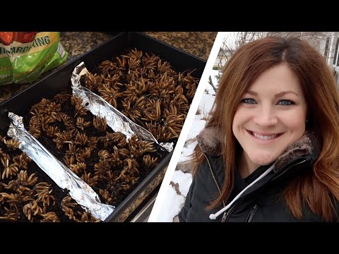 Pre-sprouting Ranunculus & Anemones + a Bit of Organizing in the Barn!