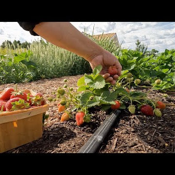 Harvesting Cabbage & Strawberries, Planting Flower Seedlings & Pulling Ranunculus!