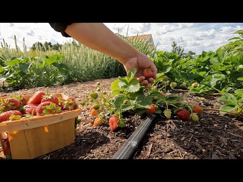 Harvesting Cabbage & Strawberries, Planting Flower Seedlings & Pulling Ranunculus!