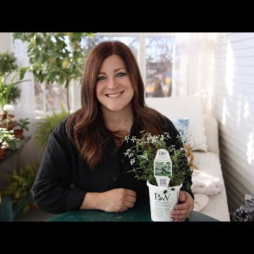 Plant Spotlight: Diamond Frost, Diamond Mountain and Diamond Snow
