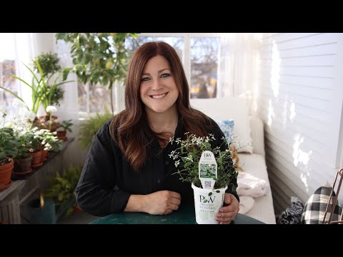 Plant Spotlight: Diamond Frost, Diamond Mountain and Diamond Snow