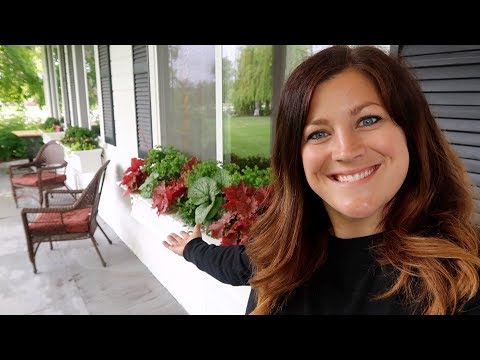 Tulip Clean Up & Window Box Planting!