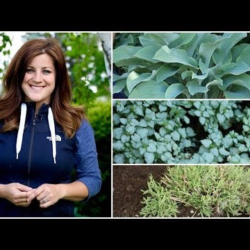 Dividing Perennials
