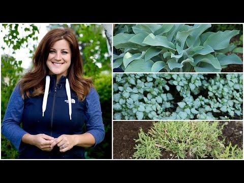 Dividing Perennials