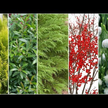 Five Plants for Winter Interest!