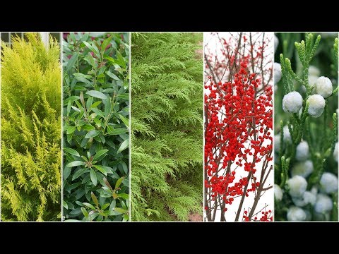 Five Plants for Winter Interest!