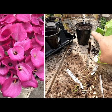 Potting Calla/Canna Lilies & Yarrow Starts!