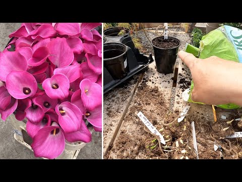 Potting Calla/Canna Lilies & Yarrow Starts!