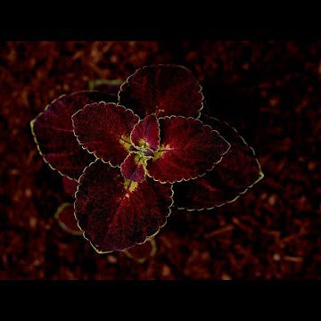 Planting Dipt in Wine Coleus