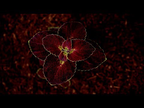Planting Dipt in Wine Coleus