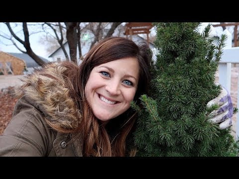 Planting Up Our City Pots for Winter