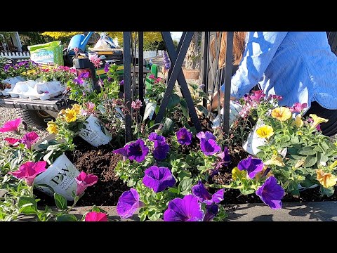 Planting Our Entryway Containers with Some Fun Color!