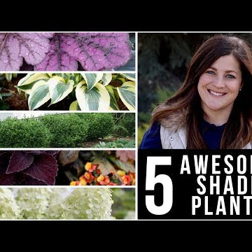 5 Awesome Plants for Shade!