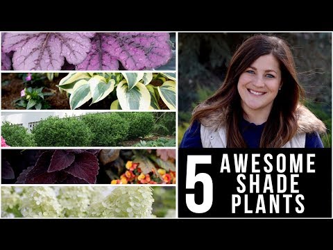 5 Awesome Plants for Shade!