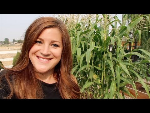 Planting Fall Crops and a Bunch of Other Random Things