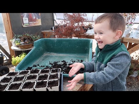 Starting Flower Seeds w/ Benjamin!  (Snapdragons, Dahlias, Columbine & Love in a Puff)
