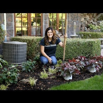 Planting Red Rover Heucherella in My Mom's Garden