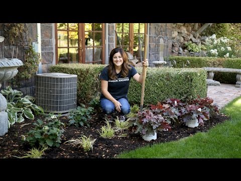 Planting Red Rover Heucherella in My Mom's Garden
