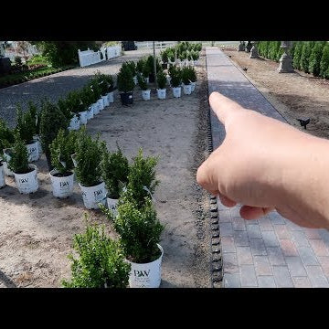 Formal Hedge with Sprinter Boxwoods- Part 1!