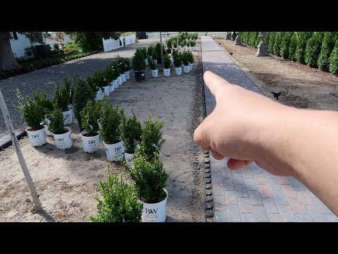 Formal Hedge with Sprinter Boxwoods- Part 1!