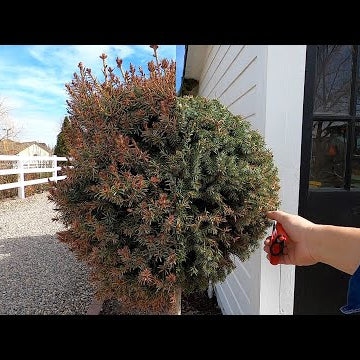 Trimming Spruce Topiaries, Planting Spring Stuff & Potting Up Seedlings!