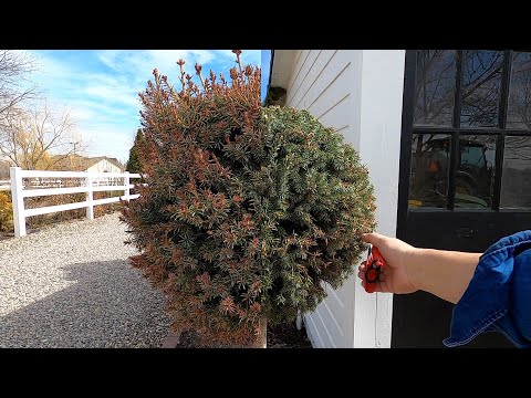 Trimming Spruce Topiaries, Planting Spring Stuff & Potting Up Seedlings!
