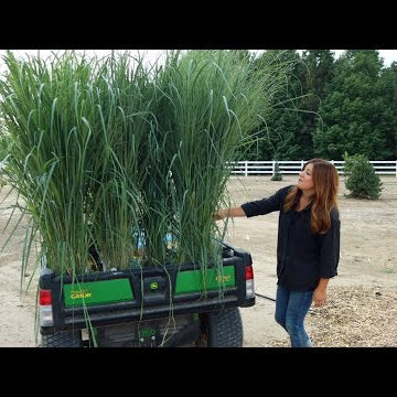 Planting the Most Glorious Ornamental Grasses!!!