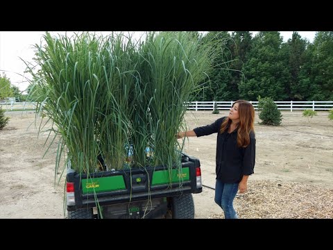 Planting the Most Glorious Ornamental Grasses!!!