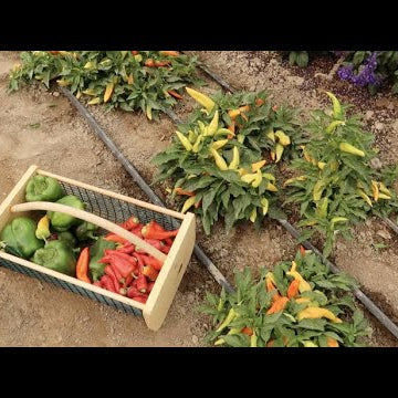 Harvesting & Drying Peppers!
