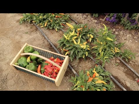 Harvesting & Drying Peppers!