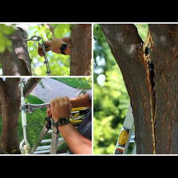 Trying to Save our Tree that Split!