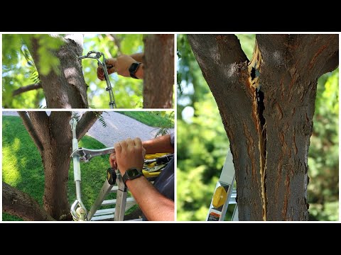 Trying to Save our Tree that Split!