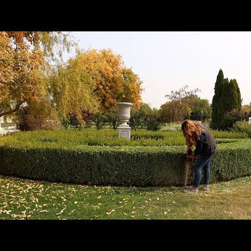 Trimming our Boxwoods!