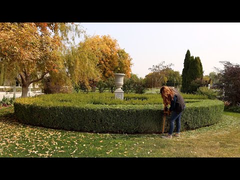 Trimming our Boxwoods!