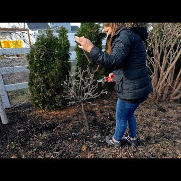 Pruning Tree Hydrangeas & Removing Stakes from Trees By the Pond!