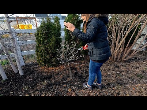 Pruning Tree Hydrangeas & Removing Stakes from Trees By the Pond!