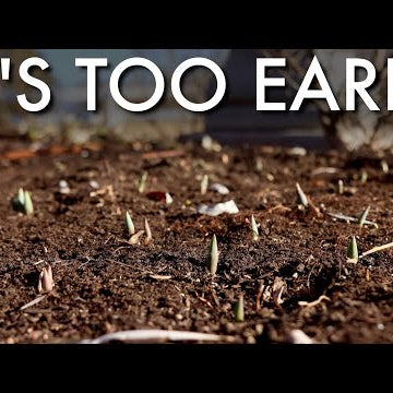 What to do if Your Bulbs Come Up Too Early