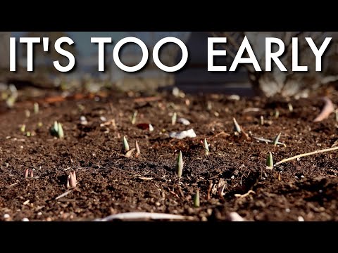 What to do if Your Bulbs Come Up Too Early
