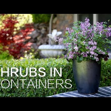 Planting Shrubs in Containers
