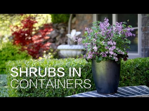 Planting Shrubs in Containers